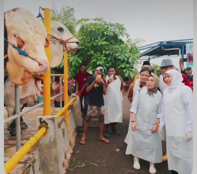 Gubernur Jawa Timur Khofifah Indar Parawansa kunjungi Mas Bro sapi kurban milik Presiden Prabowo Subianto. [Instagram]