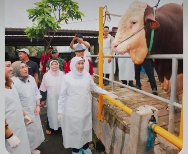 Gubernur Jawa Timur Khofifah Indar Parawansa pastikan Mas Bro, sapi kurban Prabowo Subianto telah divaksin. [Instagram]