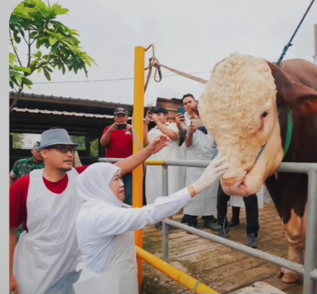 Beginilah Penampakan 'Mas Bro', Sapi Kurban Prabowo Seberat 1,1 Ton di Mojokerto
