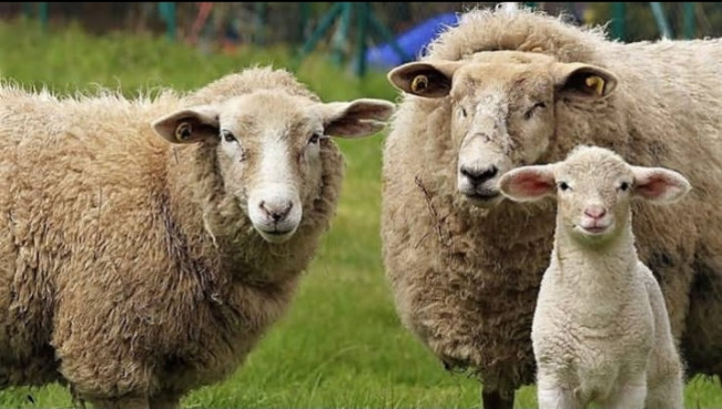 Kerap Jadi Rebutan, Benarkah 'Torpedo Kambing' Bisa Tingkatkan Libido Pria?