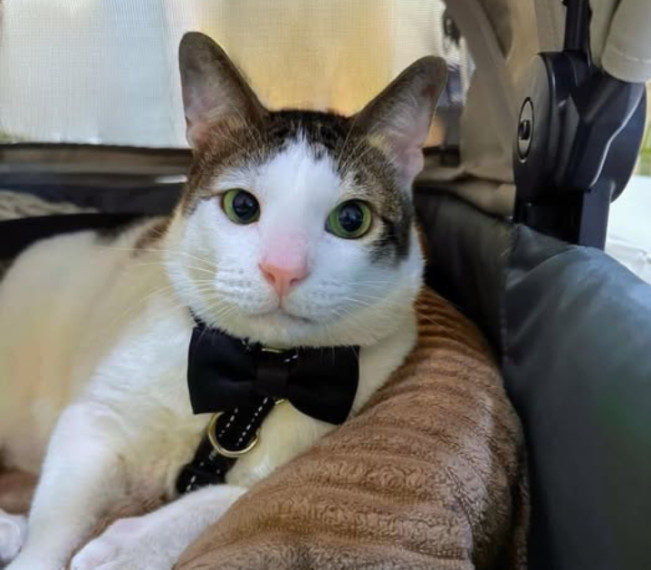Kucing Presiden Prabowo Subianto diajak berkeliling sebagai rutinitas menghilangkan kejenuhan. [Instagram]