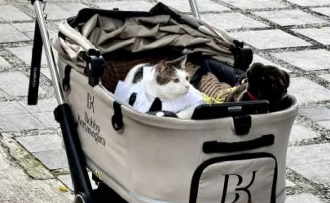 Kucing Presiden Prabowo Bobby Kertanegara curi perhatian saat berkeliling di kediaman pribadi Prabowo. [Instagram] 