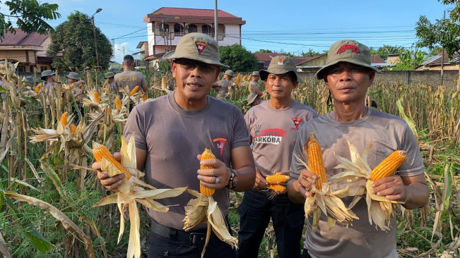 Dukung Ketahanan Pangan, Brimob Sumut Panen 1,6 Ton Jagung