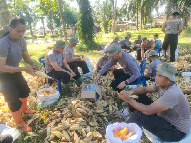 Personel Sat Brimob Polda Sumut memanen jagung. [Dok Brimob]