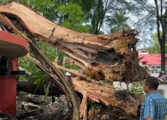Pohon besar di persimpangan Jalan Sudirman Medan tumbang diterjang angin kencang. [Instagram]