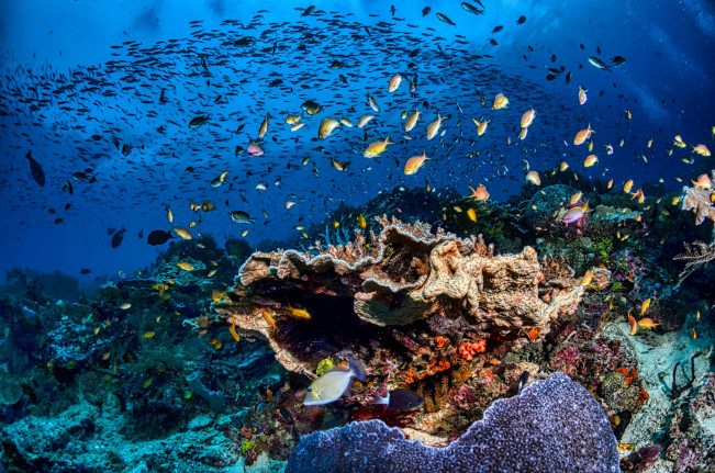 Keindahan bawah laut di Raja Ampat. [Pexels]