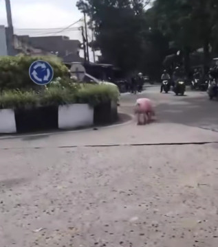 Penampakan Babi berkeliaran di jalan raya bikin geger warga Bandung. [Instagram]