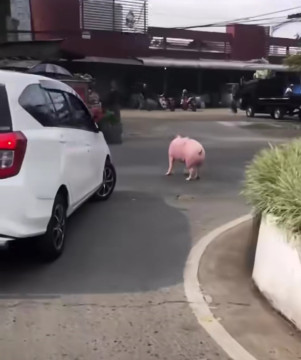 Bandung Geger, Babi Pink Berlarian di Jalan Raya