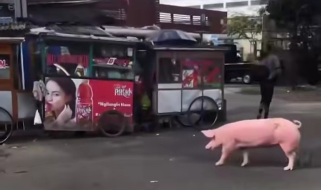 Penampakan Babi berkeliaran di jalan raya bikin geger warga Bandung. [Instagram]