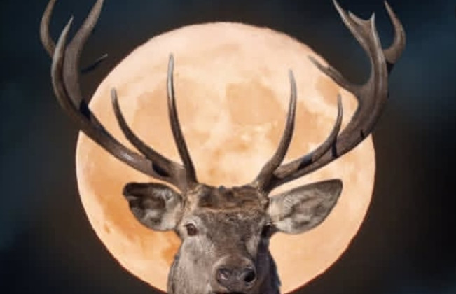 Bulan Purnama Juli 'Buck Moon' Bisa Dilihat Besok, Simak Waktu yang Tepat!