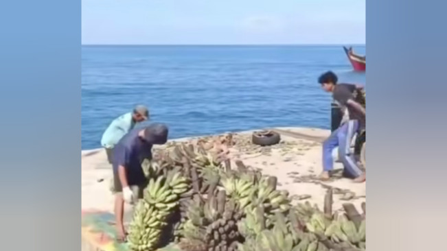Warga membuang pisang yang membusuk karena tak bisa dijual. [Instagram]