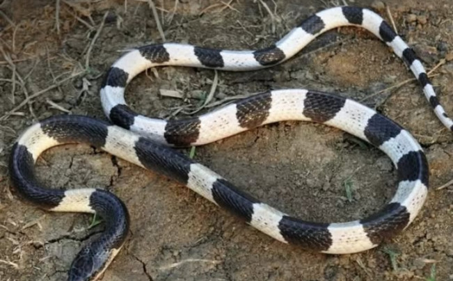 Sebulan Dirawat, Bocah Pekalongan Digigit Ular Weling Akhirnya Meninggal Dunia