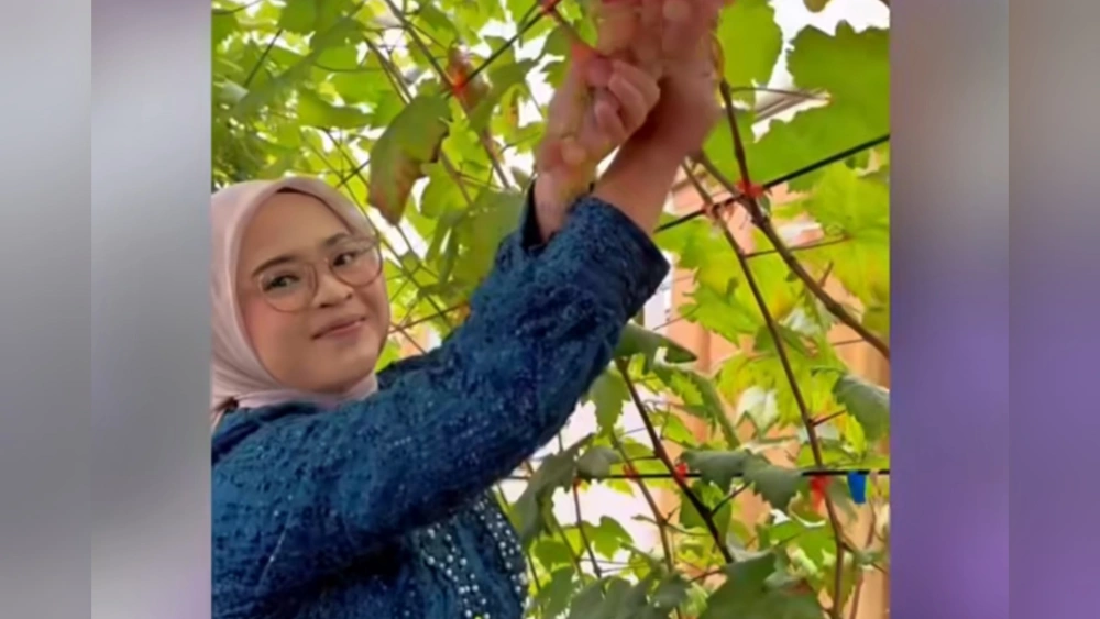 Tamu yang datang ke resepsi pernikahan dapat mencicipi anggur dengan memetik langsung. (Instagram)