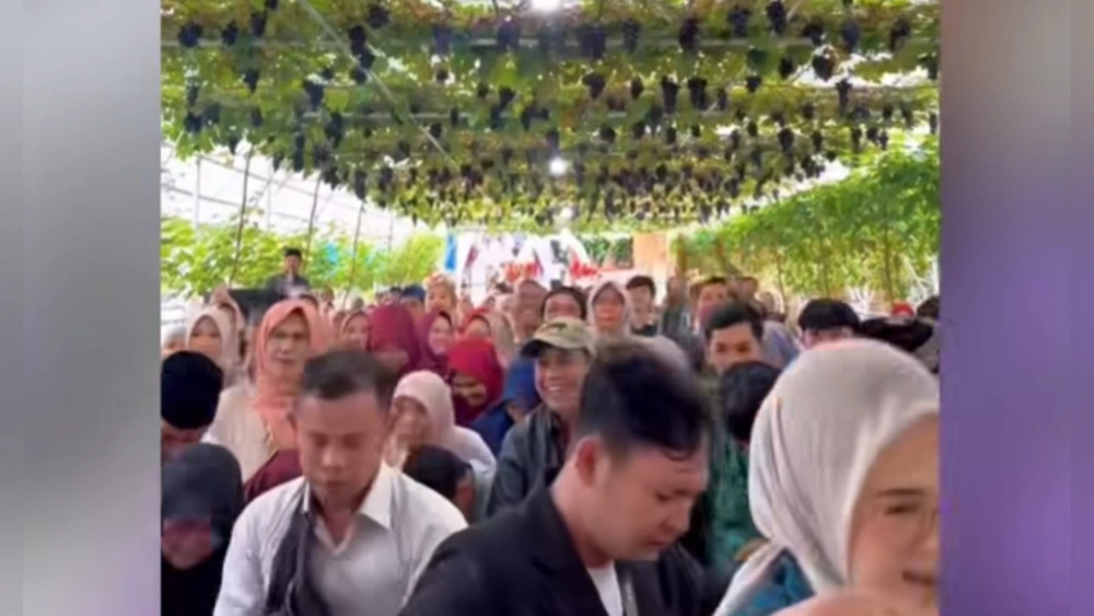 Konsep pernikahan pria di Garut viral karena menikah di kebun anggur miliknya yang ditanam sejak 2019. (Instagram)