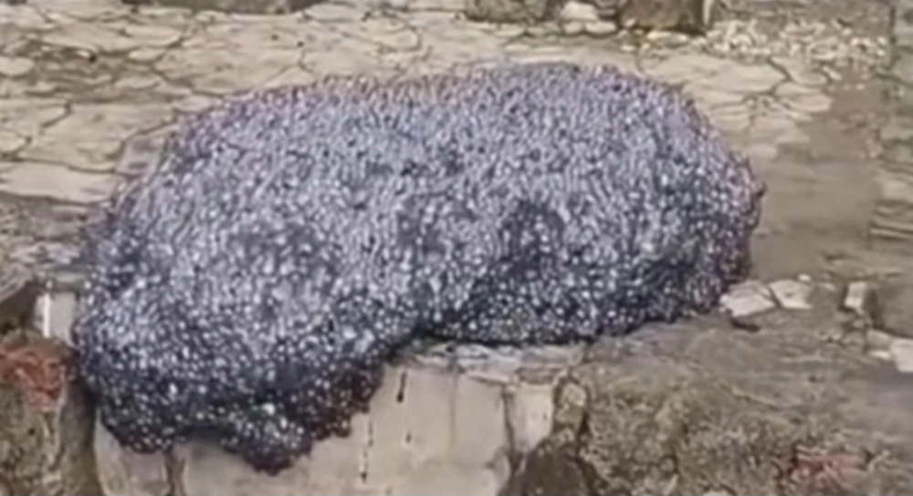 Gumpalan hitam menyerupai awan buat heboh warga Subang. [Instagram @fakta.indo]