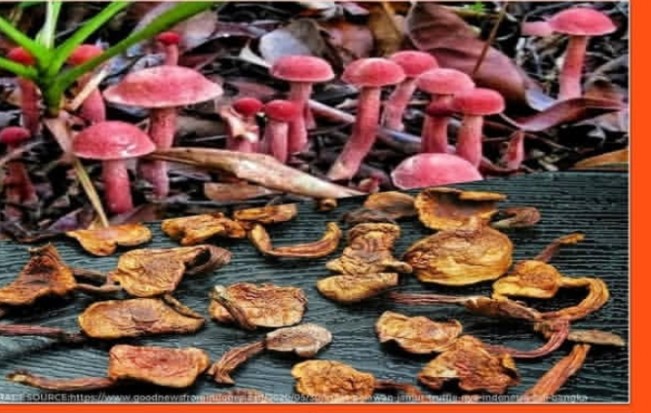 Jamur Kulat Pelawan, Harta Karun yang Tersimpan di Bangka Belitung: 1 Kilo Senilai Rp4 Juta