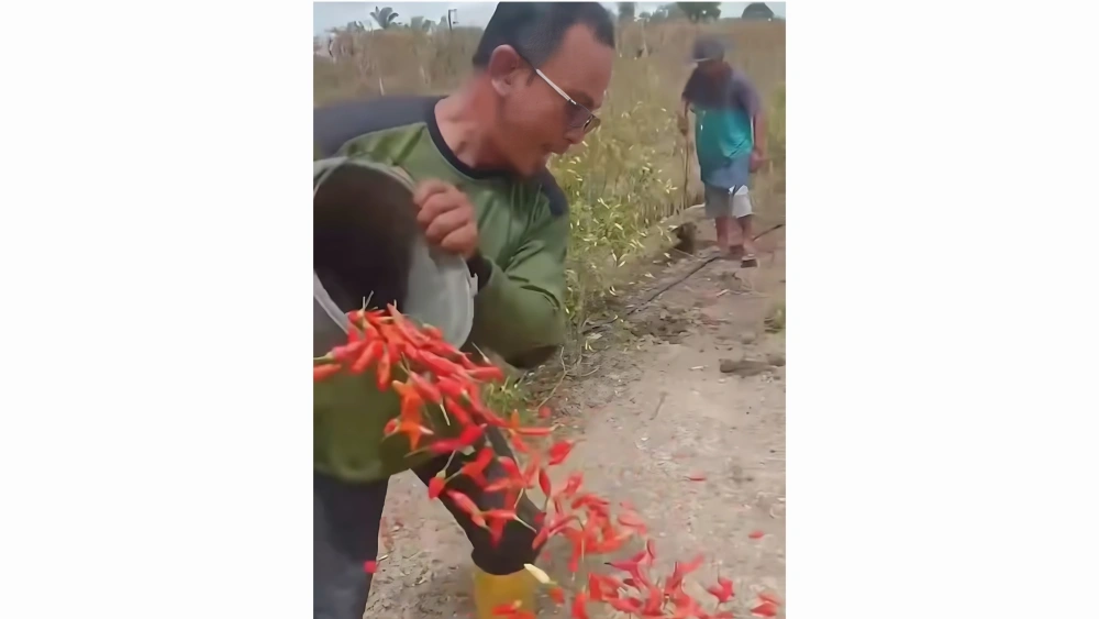 Viral! Petani di Kapuas Buang Hasil Panen Cabai, Harga Jatuh Tak Terkendali