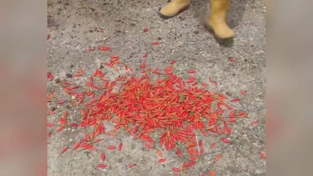 Cabai dibuang dengan alasan harga tak terkendali. [Instagram @kaltengstory]