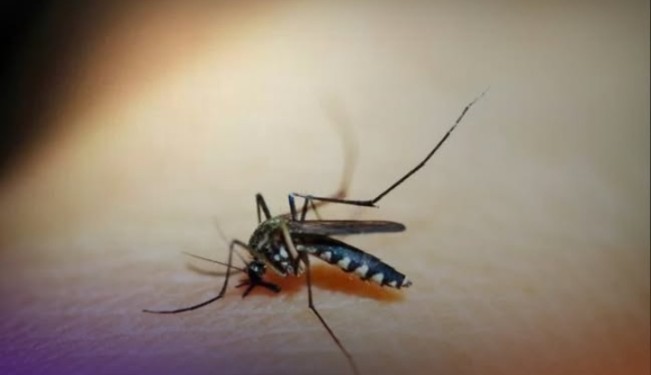 Tahan Godaan Gigitan Nyamuk untuk Tidak Menggaruk, Ini Resikonya!