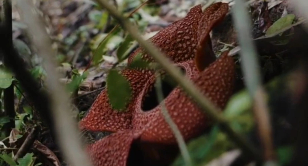 Bunga Rafflesia Arnoldii yang menjadi salah satu puspa langka yang kerap ditemukan di Bengkulu. [Instagram @visitbengkulu]