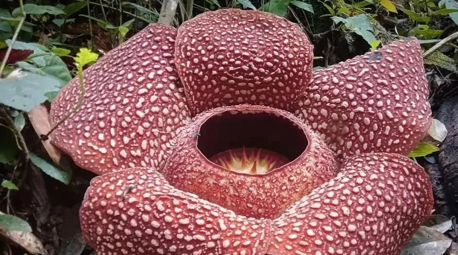 Bunga Rafflesia Arnoldii yang pernah ditemukan di Kepahiang. [Instagram @kpplbengkulu]