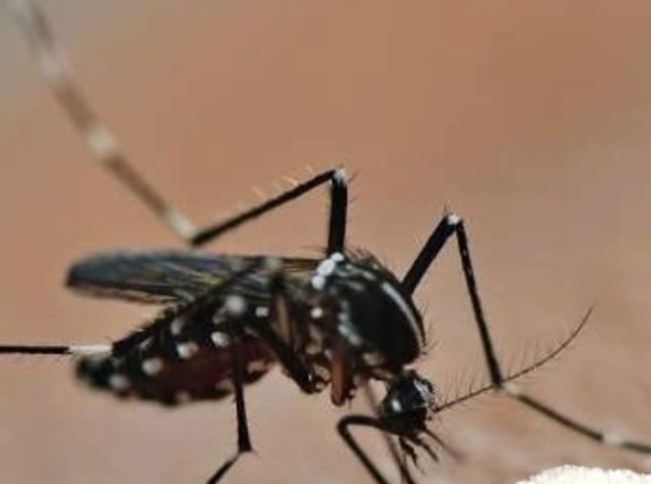 Naik Drastis! Kemenkes Peringatkan Kasus Chikungunya 2025, Termasuk Sumut