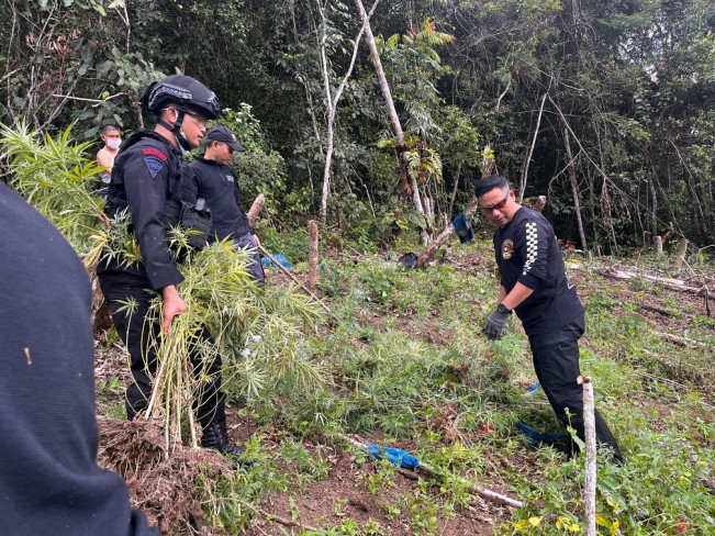 Brimob dan BNNP Sumut Musnahkan 2 Hektar Ladang Ganja di Madina