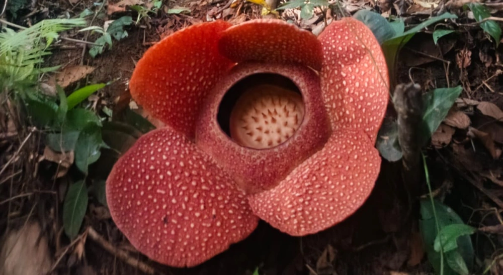 Rafflesia Arnoldi mekar sempurna di Desa Selamat Sudiarjo, Rejang Lebong Provinsi Bengkulu. [Dok. KPPL Rejang Lebong]