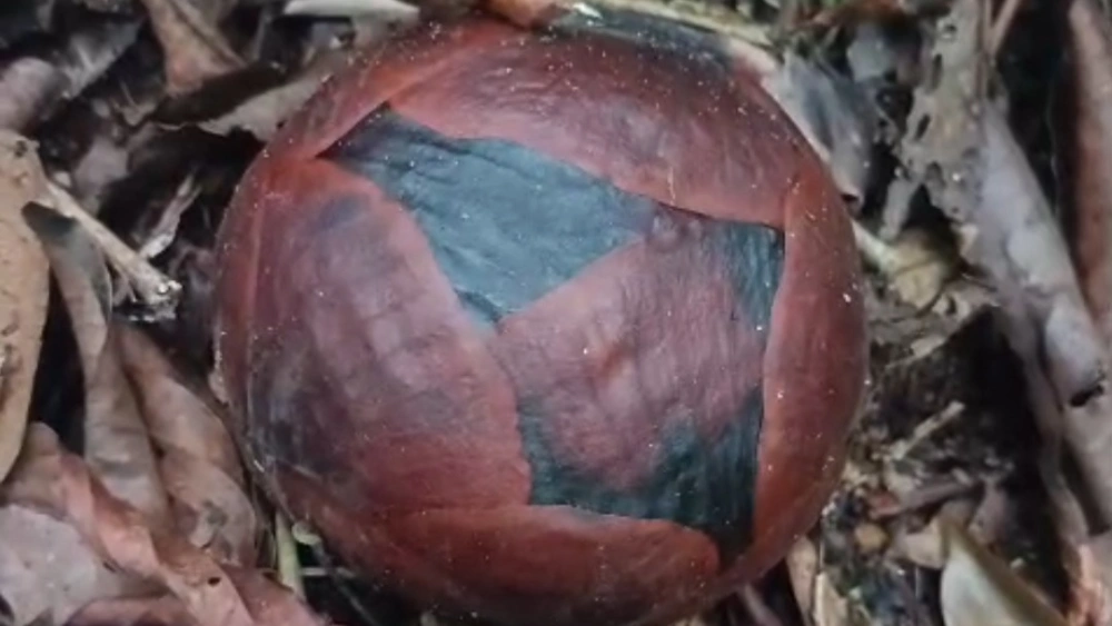 Knop Rafflesia yang diprediksi akan segera mekar di kawasan yang sama. [Dok. KPPL Rejang Lebong]