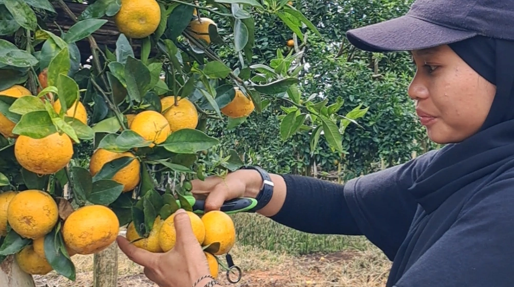 Agrowisata Jeruk dengan akses masuk gratis. [Habibi Ifriansyah/FTNews.co.id]