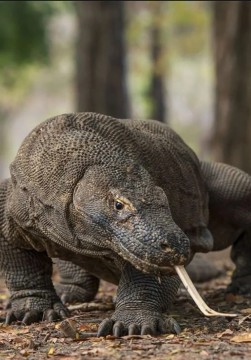 Komodo, Naga Terakhir di Muka Bumi yang Hanya Tersisa di Indonesia