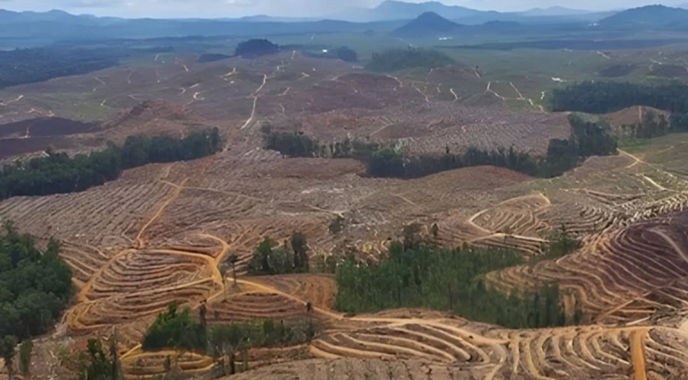 Hutan gundul. [Instagram]