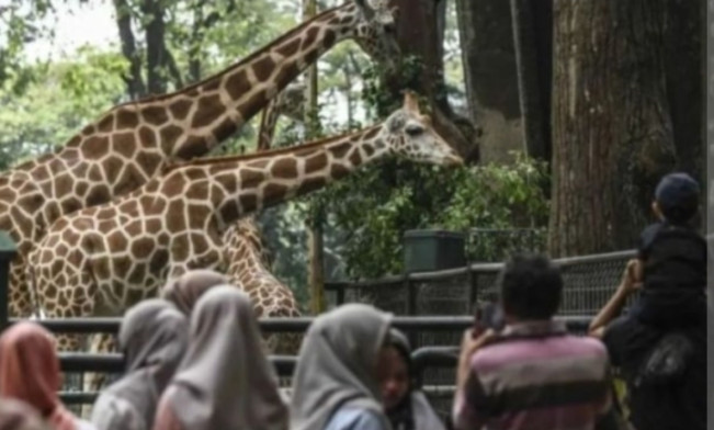 Night at Ragunanzoo, Cara Baru Menikmati Hutan Kota di Malam Hari Tiap Sabtu