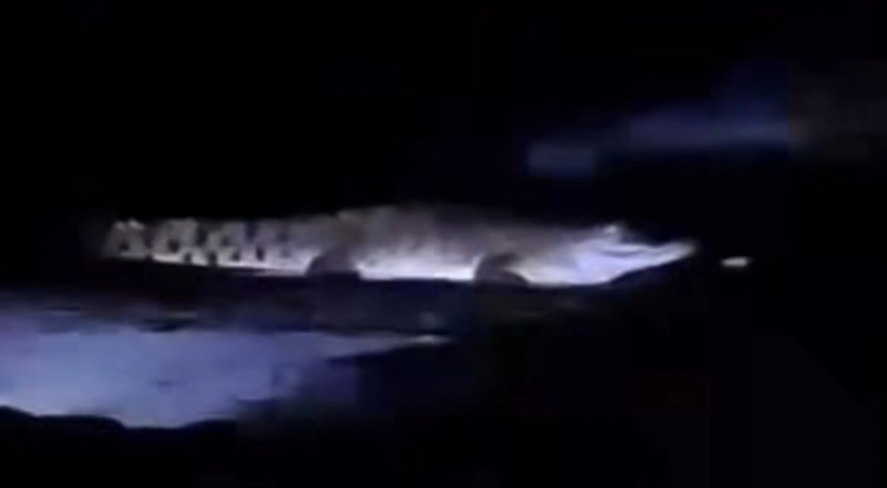 Mencekam! Detik-detik Kamera Rekam Sosok Diduga Buaya di Pantai Malang Viral