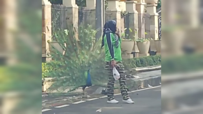 Viral Burung Merak di Halaman Rumah Bambang Soesatyo, Boleh Dipelihara?