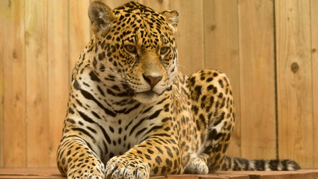 Heboh Macan Tutul Tiba-Tiba Masuk Hotel Anugrah Bandung, Petugas Evakuasi