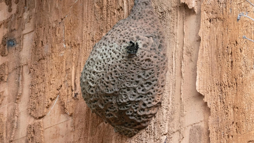 Sarang tawon yang bersarang di sekitar rumah. [Pexels]