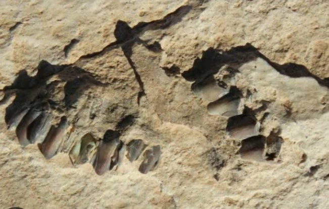 Ilustrasi manusia purba. [Istimewa]