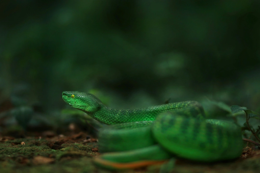 Ular viper yang dikenal berbahaya. [Pexels]