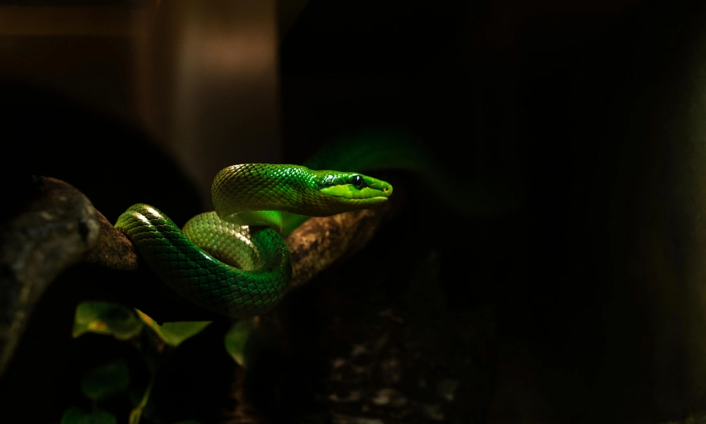 Ilustrasi ular viper yang memiliki bisa berbahaya. [Pexels]