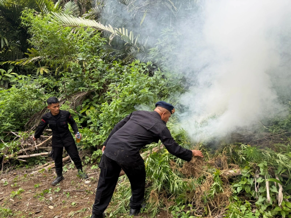 Pemusnahan ladang ganja di Madina. [Istimewa]