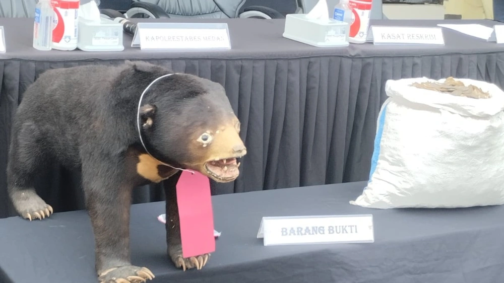 Polisi mengamankan offset beruang madu. [Istimewa]