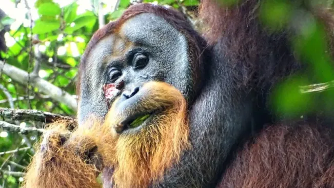 Keren! Orangutan Sumatera Dapat Obati Lukanya Sendiri