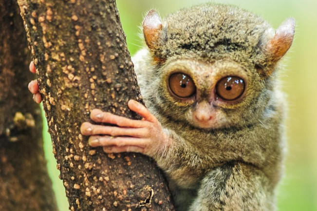 Miliki Endemisitas Tinggi, Inilah Satwa-satwa Asli Sulawesi!