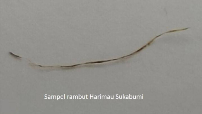 Harimau Jawa Belum Punah? Ini Kata BRIN!