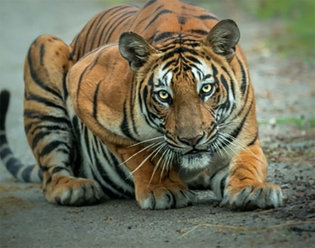 Warga Pelalawan Riau Geger Harimau Berkeliaran di Jalan