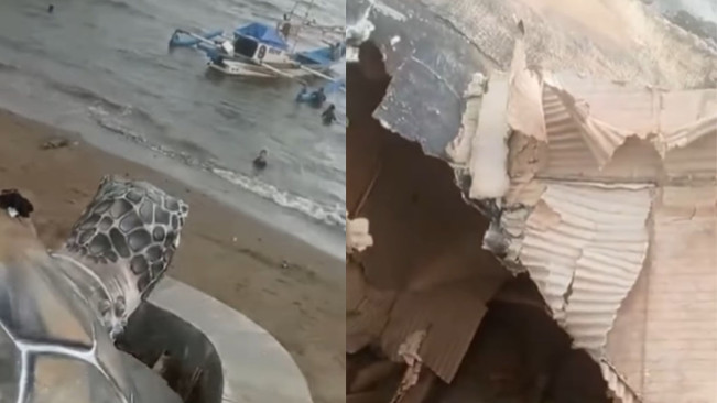 Viral Tugu Penyu Rp15 Miliar di Sukabumi Ketahuan Terbuat dari Kardus