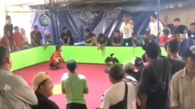 Sudah 2 Tahun Jadi Camat di Bekasi, Tapi Gak Tahu Ada Judi Sabung Ayam, Kok Bisa?