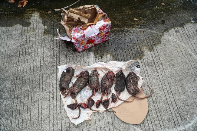 Usai Teror Kepala Babi, Tempo Kembali Dapat Kiriman Bangkai Tikus yang Dipenggal