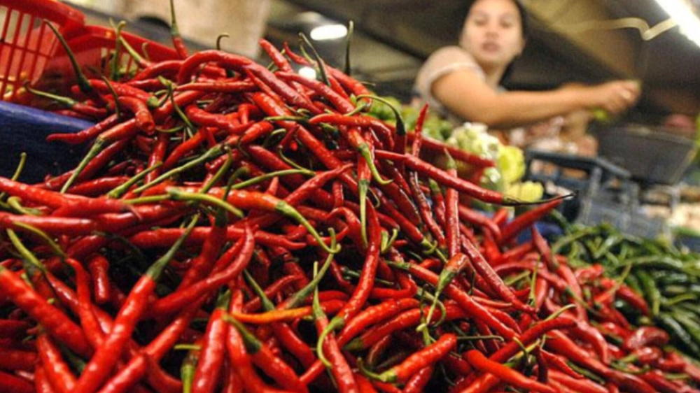 Ilustrasi cabai. [Istimewa]